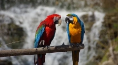 Typy parrots ara