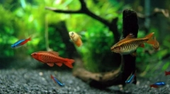 Typy rýb vhodné pre obsah v akváriu