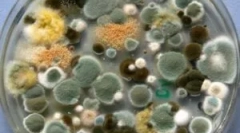 Typy, zloženie a vlastnosti formy