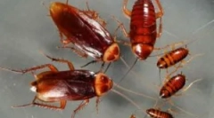 Typy švábov v našich domovoch