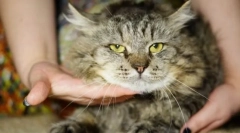 Katová vírusová leukémia