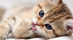 Whiskas pre mačiatka: podrobný prehľad krmivo pre najmenší