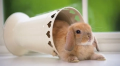 Fold trpaslícky králiky