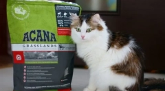 Vitamíny a minerály pre mačku