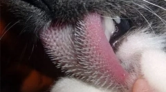 Chuť závislosť mačky a mačky