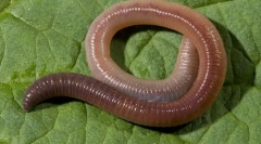 Vonkajšia štruktúra a životný štýl dažďového morupu