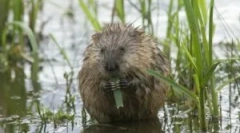 Water rat: popis a životný štýl