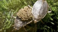 Vodné bedbugs: typy a životný štýl