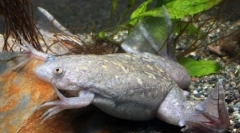 Vodné brežné žaby v prírode av domácom akváriu