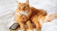 Vlasy nespadá: caustizačné mačky