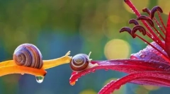 Magic miniatúrny svet slimákov vyacheslav mishchenko (12 fotografií)