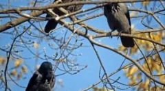 Rámy vránia v ránoch: príčiny správania vtákov, znamenia