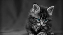 Rodičovstvo kottenka