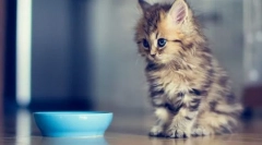 Vekové etapy mačiatko