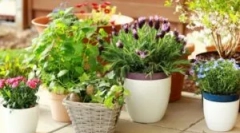 Škodcov na vnútorných farbách