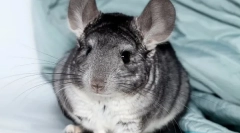 Všetko o tehotenstve chinchillas, ako sa narodí
