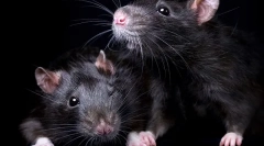 Všetko o čiernych potkanoch: vzhľad, životný štýl, zaujímavé fakty