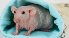 Všetko o bald rat sfinx: popis, typy, starostlivosť a obsah ako kŕmenie