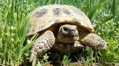 Všetko o pevnej korytnačke