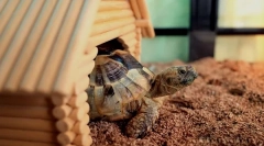 Všetko o teerrium pre pozemnú korytnačku