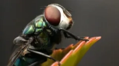 Všetko o tom, kde letí pochádzajú z domova