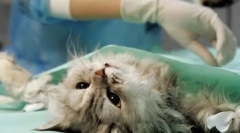 Najdôležitejšie o sterilizácii mačiek