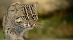 Všetky tajomstvá willer cat-rybár