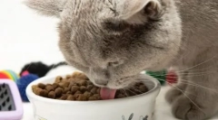 Všetky najlepšie - cats: charakteristiky a odrody krmiva 1. Výber