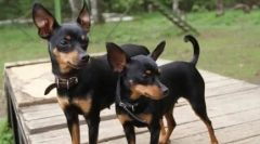 Všetko o plemeno praha krysarik (ratlik): príbeh a štandardy plemena, charakter psov, starostlivosť, obsah