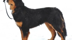 Vyberte si prezývku pre shepherd