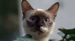 Vyberte si mačku na znamenie zodiac: vhodné plemená