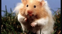 Výber a nákup škrečka