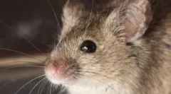 Výber najlepšej návnady pre myši