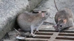 Výber návnady pre potkany