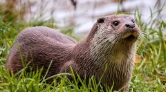 Rieka otter (fotografie): krásna plavca cunich rodina