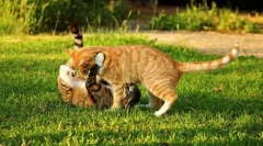 Odchod do prírody s mačkou