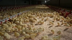 Rastúce kurčatá brojlery