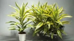 Choroby a škodcovia na drak