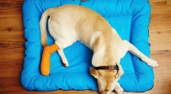 Ochorenia kostí, kĺbov a svalov