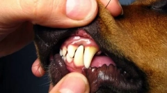 Ochorenia dutiny pta