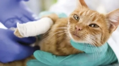 Choroby kĺbov a kostí u mačiek