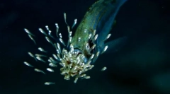 Urobte ryby o ich deti?