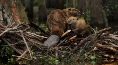 Prečo bobras stavať priehrady?