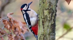 Prečo drevený zrazí na strom?