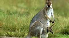 Prečo kangaroo taška?