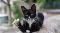 Prečo mačky podložky na labkách: základné teórie