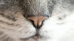 Prečo je mačka vlhký nos?