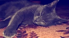 Prečo je mačka fúzy