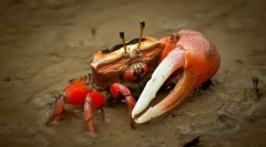 Prečo krama kulshnya?