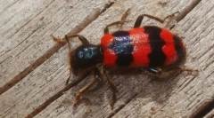 Prečo larva chrobákov matiek letí na včely?